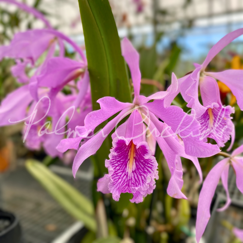 Cattleya maxima — Palmer Orchids